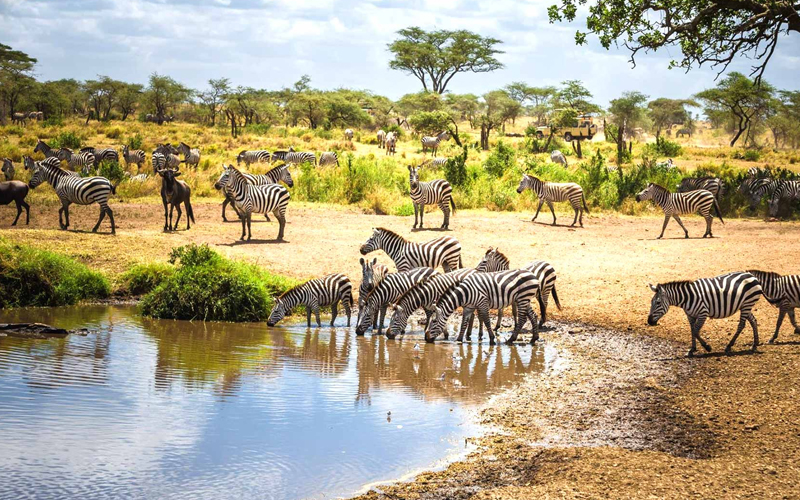 Tanzania Safari Essentials