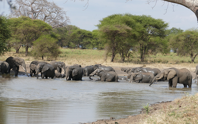 Top Activities in Tarangire National Park 2024