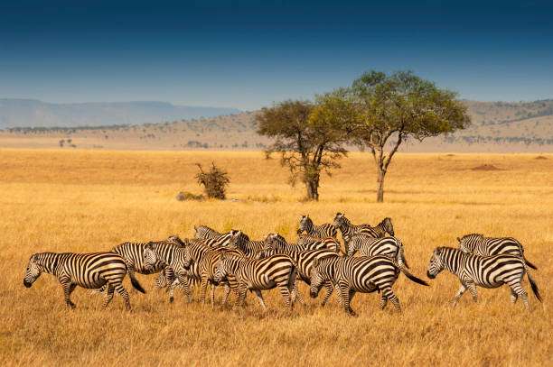 Why Choose the Serengeti?