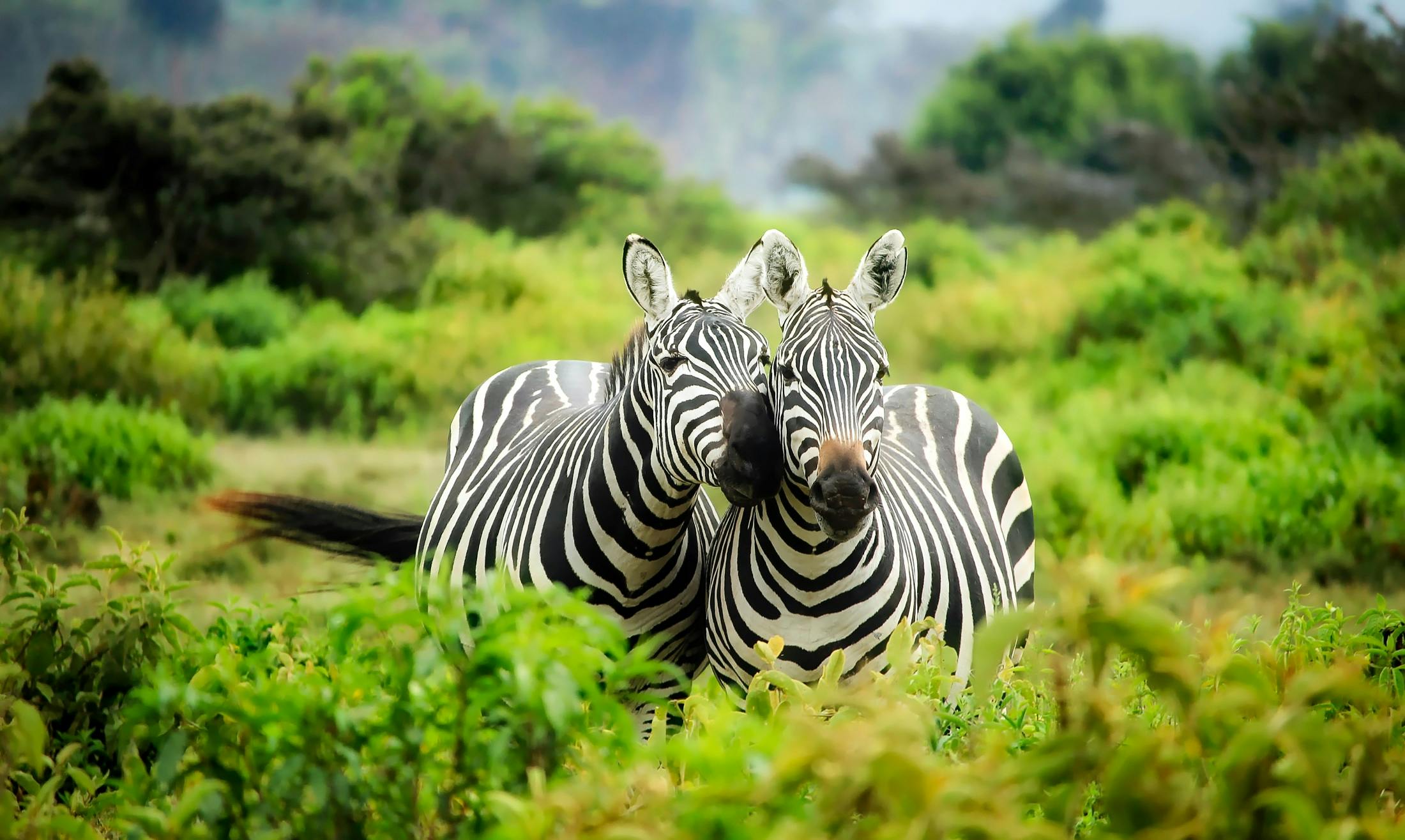 Best Time for Wildlife Viewing in Tanzania